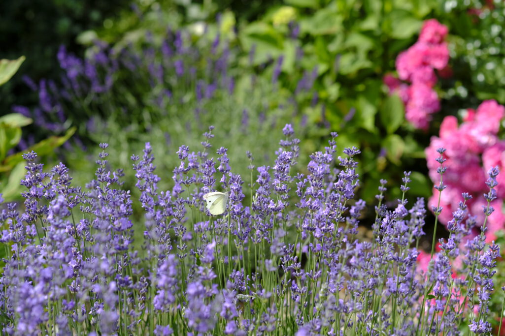 landschaftsgarten.16_ED_DSF5270